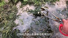 海沟退潮赶海抓青蟹，一来就发现两个猛货，一大一小全部端了