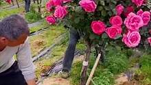 基地现挖老庄#玫瑰老庄 南北可养，3大颗仅需9块9#养花 