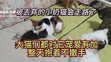 被丢弃的小奶猫会走路了，大猫们都对它宠爱有加，整天抱着不撒手