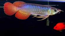 #龙鱼高端龙鱼 #印尼红龙 #观赏鱼