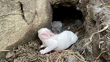 鸡舍地里有个洞，发现几只小可爱
