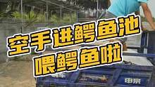 和我一起试试徒手进鳄鱼池喂鳄鱼吧！#鳄珍 #农村生活 #鳄鱼养殖 #新农人 #源头工厂 