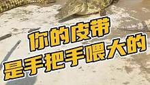300多斤的鳄鱼，就这么手把手喂大的，您说成本高不高？#农村生活 #鳄鱼养殖 #源头工厂 