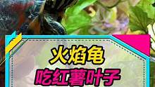 爱吃红薯叶的火焰龟来啦~#乌龟 #水族 