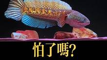 一条鱼你也怕？#黄金眼镜蛇雷龙