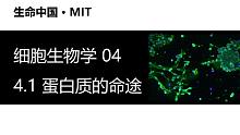 【细胞生物学】4.1 蛋白质的命途