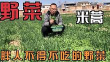 麦地里的野菜米米蒿，过去农民都讨厌它，如今却都当宝的美味野菜