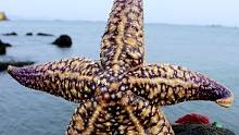 纹铭赶海：退潮后发现超大海星，个小章鱼，但是搭上了我们的小草莓