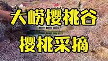 大崂樱桃谷，3A景区，大型樱桃园，成熟早，价格非常良心，限量团购！点击视频左下角的位置，就能了解详情