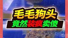 500买的毛毛狗头假死装可怜，竟然不吃耍起无赖，最后还是他好使 #河豚 #水族 #宠物