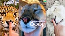 每天早上醒来都要 boop 一下下