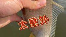 太意外了，走之前送个玉米粒给它吃 #钓鱼 #钓鱼人 #快来钓鱼