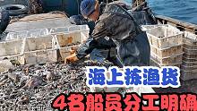 大海船上拣渔货日常，渔船上4名船员分工明确，渔捞长达6年工龄