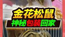280买了一直啮齿猛兽，开箱后发现尾巴出奇的大，看见后惊喜连连 #宠物 #金花松鼠 #松鼠