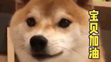 #原来狗狗也会便秘  小柴，不要再看啦！ #狗 