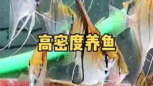 这密度还行吧？#观赏鱼 #养鱼养心 #热带鱼