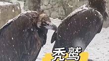 秃鹫：下雪了？难怪头顶一凉