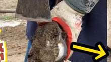 师傅用一米长的大剪刀修剪驴蹄，坚硬的驴蹄被轻松剪断，非常给力