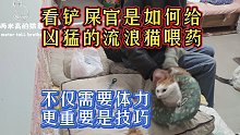 看铲屎官是如何给凶猛的流浪猫喂药，不仅需要体力，更重要是技巧