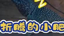 #萌宠 #蜥蜴 #小肥龙 #爬宠 被主人折腾到天亮的小肥龙