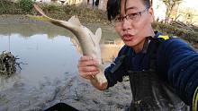 养了2年的鱼塘，今天放水抓鱼，鲤鱼如此生猛，抓得很过瘾