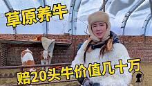 草原养牛多不易？返乡创业养35头牛死20头牛犊，一不小心就全赔光