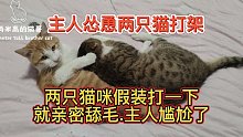主人怂恿两只猫打架，两只猫咪假装打一下就亲密舔毛，主人尴尬了