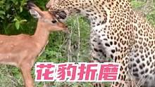 #花豹 折磨小#羚羊 ，游客看不下去强行干涉，小羚羊最终会怎样？#动物世界  