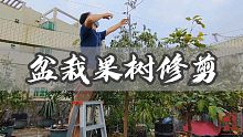 盆栽果树最后一波果采摘后，学会这样修剪，下一波花开更多
