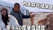 极寒草原真实生活：零下40度暴雪肆虐，冻死1000只羊小伙保命吃纸