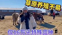 内蒙仅有草原红牛被淘汰?牛贩子不要上市场被疯抢,女汉子创业不易