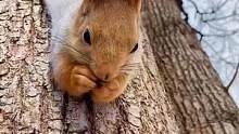 雪地松鼠倒趴在树干上吃橡果子，小家伙太可爱啦！ #探纪自然  #雪地松鼠