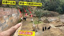 大叔养了3只不知名的鸡，一只能卖6000元，活了三十多岁第一次见