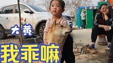 带大黄参观老乡土狗保育基地，被孩子们给玩的生无可恋。