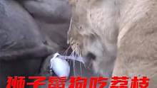 看着都疼，狮子鬣狗专吃猎物荔枝。猎物瞬间失去抵抗力 #狮子 #鬣狗 #动物世界