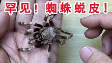 罕见！巨型蜘蛛蜕皮全过程！我打赌你肯定没见过！