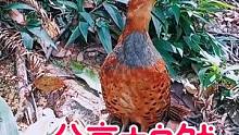 清晨，拍到的下山竹鸡高歌一曲，你听着它在说啥？#我要上热门➭ #热门 #竹鸡 #户外 #媒鸟文化 
