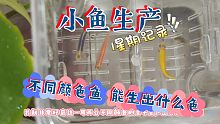 3条不同颜色的鱼能生出什么颜色的小鱼？斑马鱼产卵记录，1星期鱼卵孵化生长拍摄