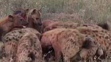 鬣狗们争夺豹子的食物 #野生动物零距离 #动物 #狮子 #鬣狗 #动物世界 #万物皆有灵性