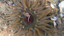 退大潮赶海，一朵奇特海葵现场开花，一堆海螺一扫一大把