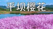 #旅行大玩家 春游季来啦，跟我一起看平坝樱花吧#赏花好去处