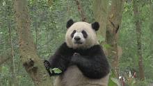 一只胸怀天下的大熊猫，正在规划着家乡的未来