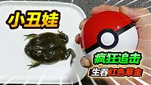 巴掌大小丑娃生猛吃鱼，开始还跟我玩装死，只能动用精灵球收服你