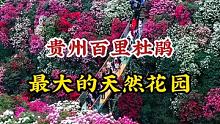 贵州有一座世界上最大的天然花园，125.8平方公里的杜鹃花开满山！ #百里杜鹃  #真的太美了  #
