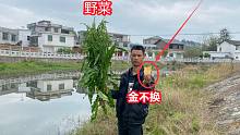 路边发现一棵超大“金不换”，活了30多岁头一次见，挖回去当菜吃