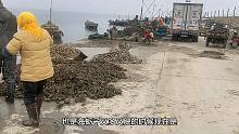 现在码头海蛎子多，今天送了28家，一个车用了差不多8个小时