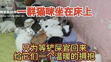 一群猫咪坐在床上，只为等铲屎官回来给它们一个温暖的拥抱