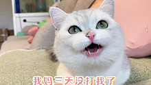 我猫咪的“三天不打上房揭瓦”