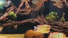 1.8南美缸造景，灯鱼群游太美了#南美缸 #南美缸造景 #养鱼日记 #南美鱼 #观赏鱼 #鱼缸造景 