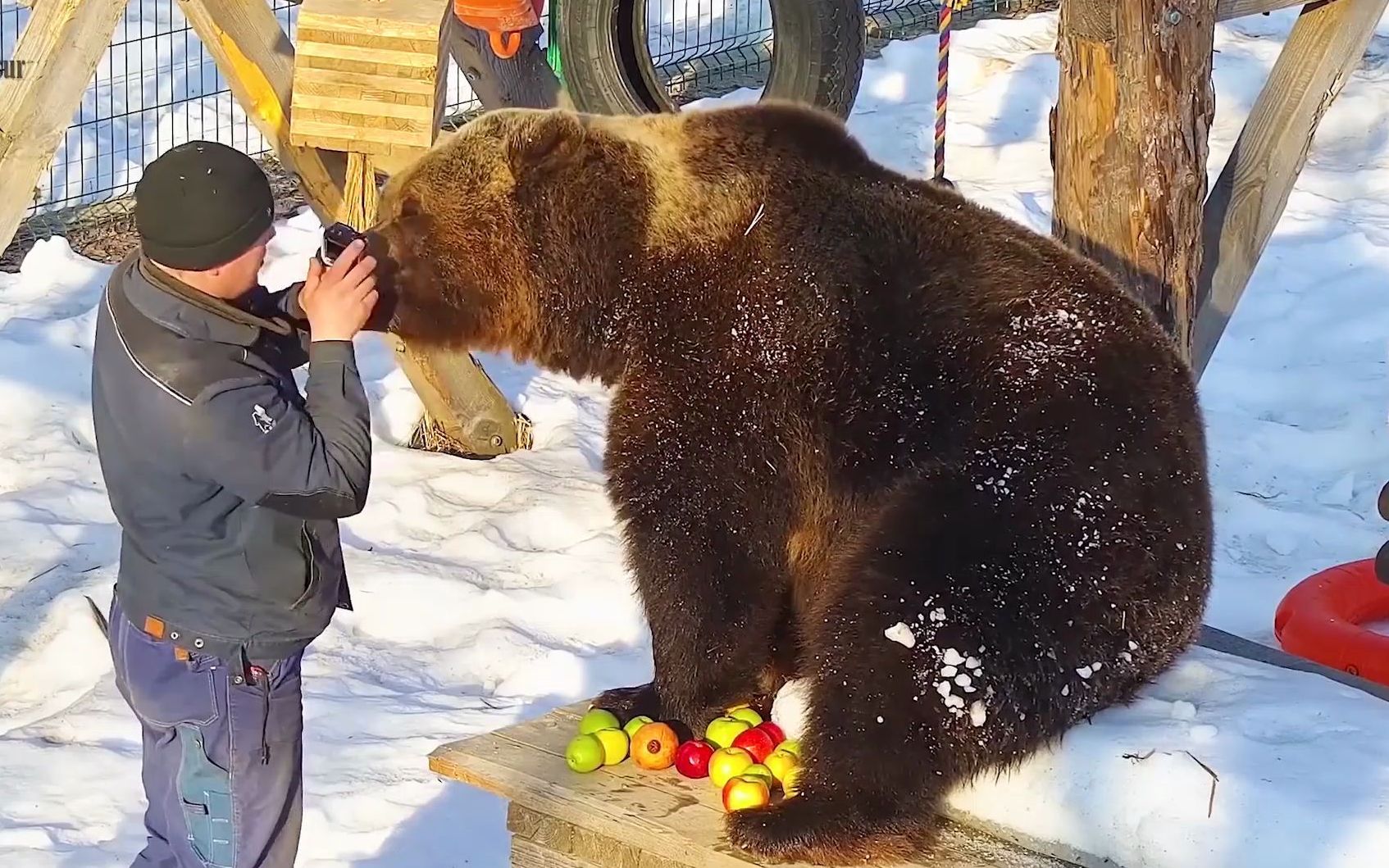 俄罗斯人是如何喂熊的?